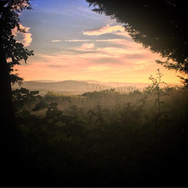 View of the mountains through the trees