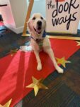a happy dog on a red carpet